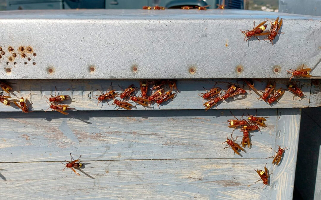 El avispón oriental hace su agosto: alertan de su fuerte expansión  que acaba con todos los insectos, incluidas las abejas y sus colmenares