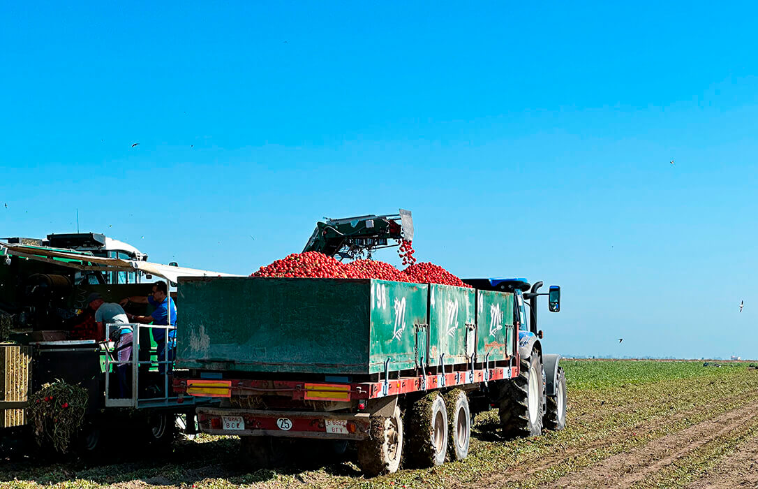 La mayor productora de tomate industrial de Andalucía, la cooperativa Las Marismas de Lebrija, vuelve a abrir su fábrica de concentrado