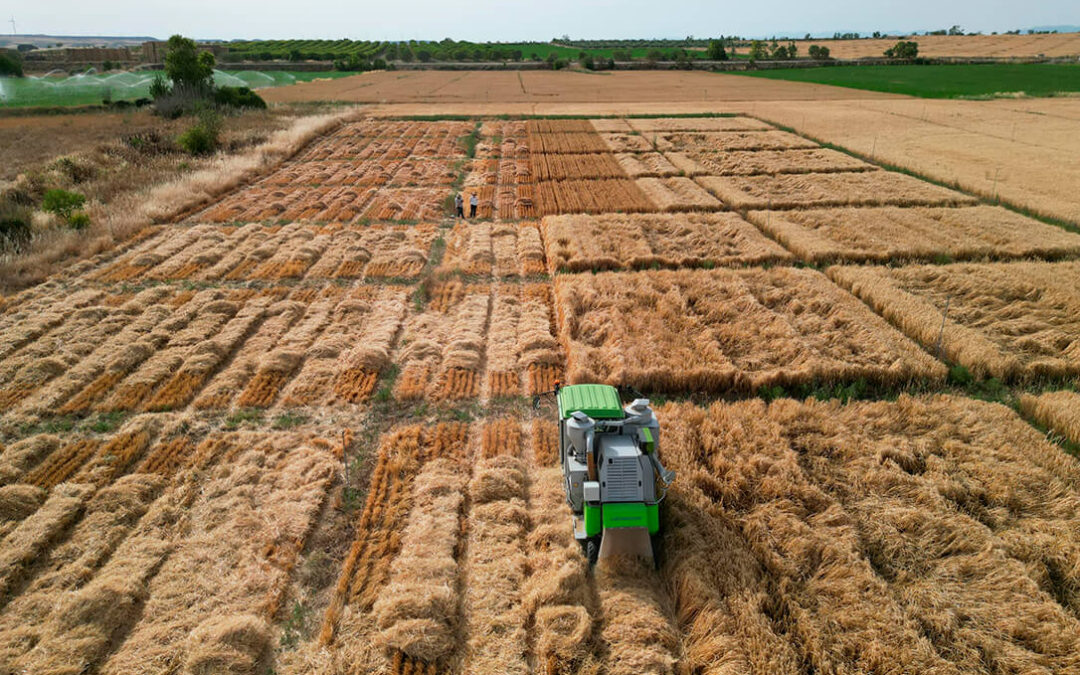 El Ministerio de Agricultura concluye los ensayos de valor agronómico de 15 nuevas variedades de cultivos de invierno