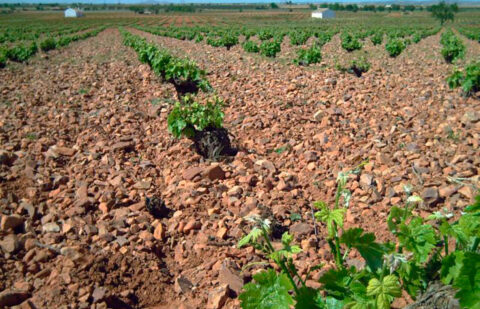 La CE prorroga un año las autorizaciones de plantación y replantación de viñedos no usadas por el clima y exenciones a las frutas y hortalizas