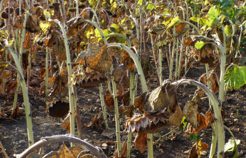 Finaliza la campaña del girasol cordobesa con una reducción de superficie continuada por la falta de rentabilidad