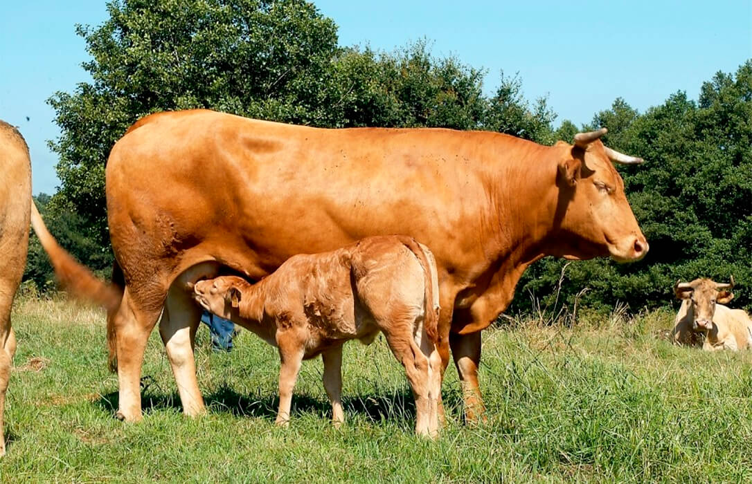 La huelga de entregas de carne certificada gallega suma más apoyos: Criadores de Raza Rubia se suman por los bajos precios y los altos costes