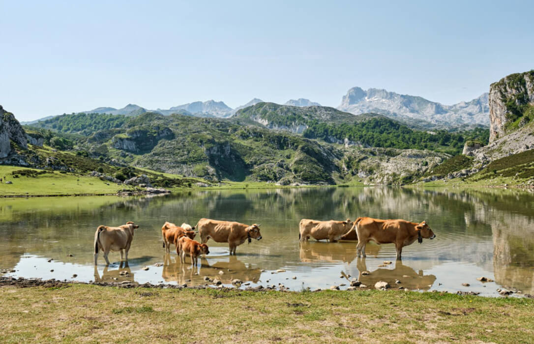 El Gobierno de Asturias avanza que podrá adelante el 70% de los pagos de la PAC 2024 y el sector le recuerda que aún no ha pagado lo de 2023