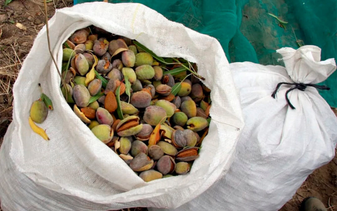 La almendra encara la campaña con una caída de la producción de hasta el 15% y unos precios bajos que no cubren ni los costes