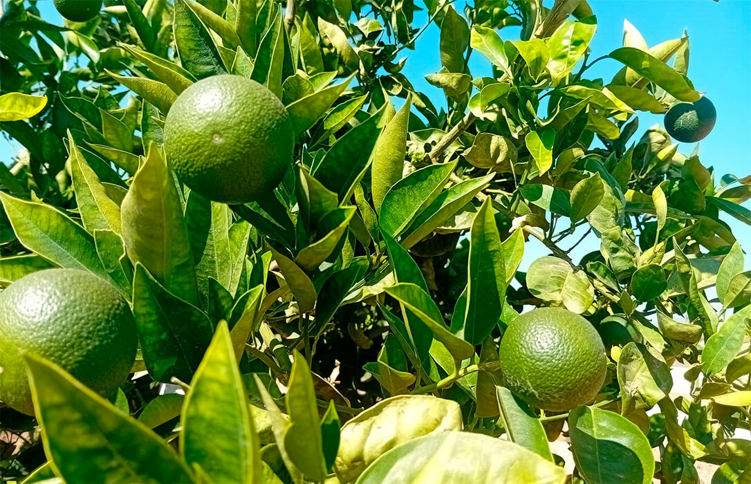 Prevén un ligero aumento de la cosecha de cítricos, aunque será la tercera con menos producción de este siglo