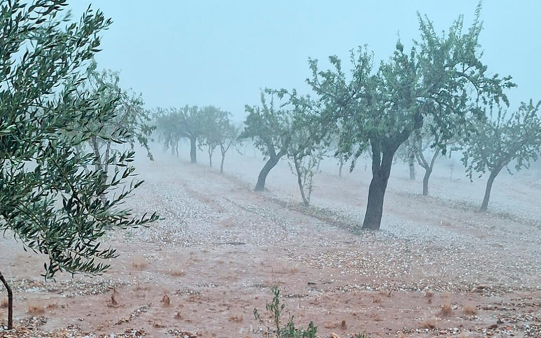 Tras las olas de calor, ahora la DANA causa daños en cultivos de almendras, olivos, naranjas y caquis en La Plana Alta y La Ribera