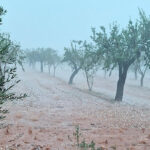 Tras las olas de calor, ahora la DANA causa daños en cultivos de almendras, olivos, naranjas y caquis en La Plana Alta y La Ribera