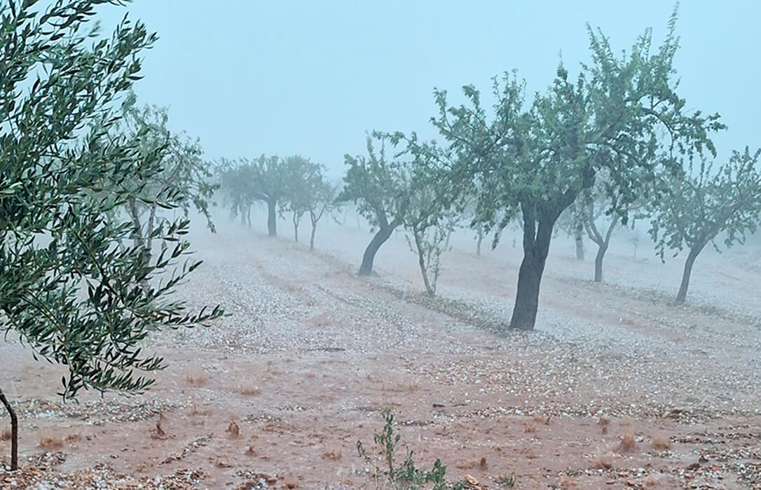 Tras las olas de calor, ahora la DANA causa daños en cultivos de almendras, olivos, naranjas y caquis en La Plana Alta y La Ribera