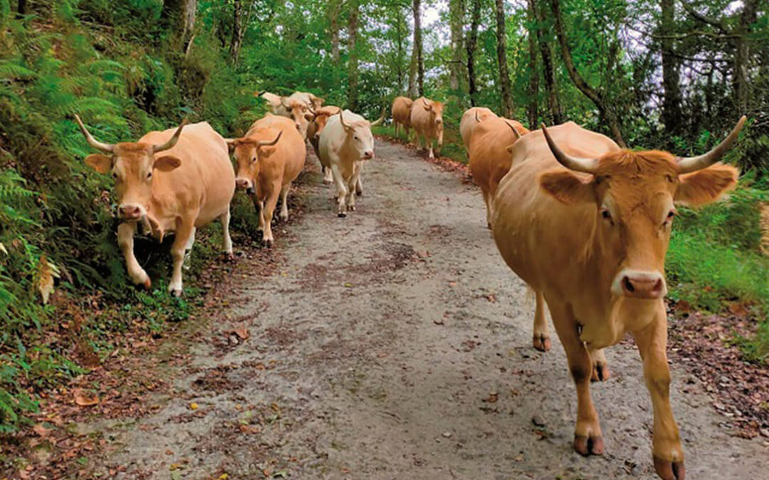 Las claves de la norma pionera en el mundo contra la deforestación cuyo reglamento impacta directamente en el agro