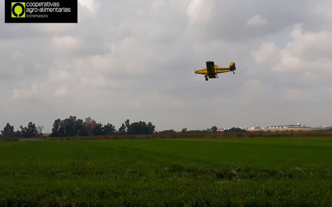 Extremadura inicia la aplicación área de productos fitosanitarios para el control de la pudenta del arroz con aviones y drones