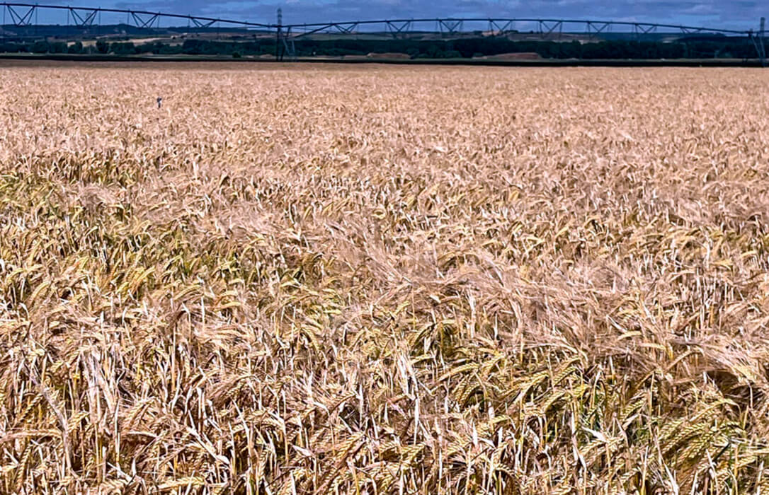 El mercado cerealista continúa parado al no ver atractivos los precios en la lonja del Ebro mientras se anima la demanda de las almendras