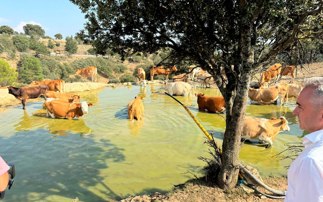 La Comunitat Valenciana suministra 4 millones de litros de agua a 90 explotaciones ganaderas para garantizar la supervivencia de reses