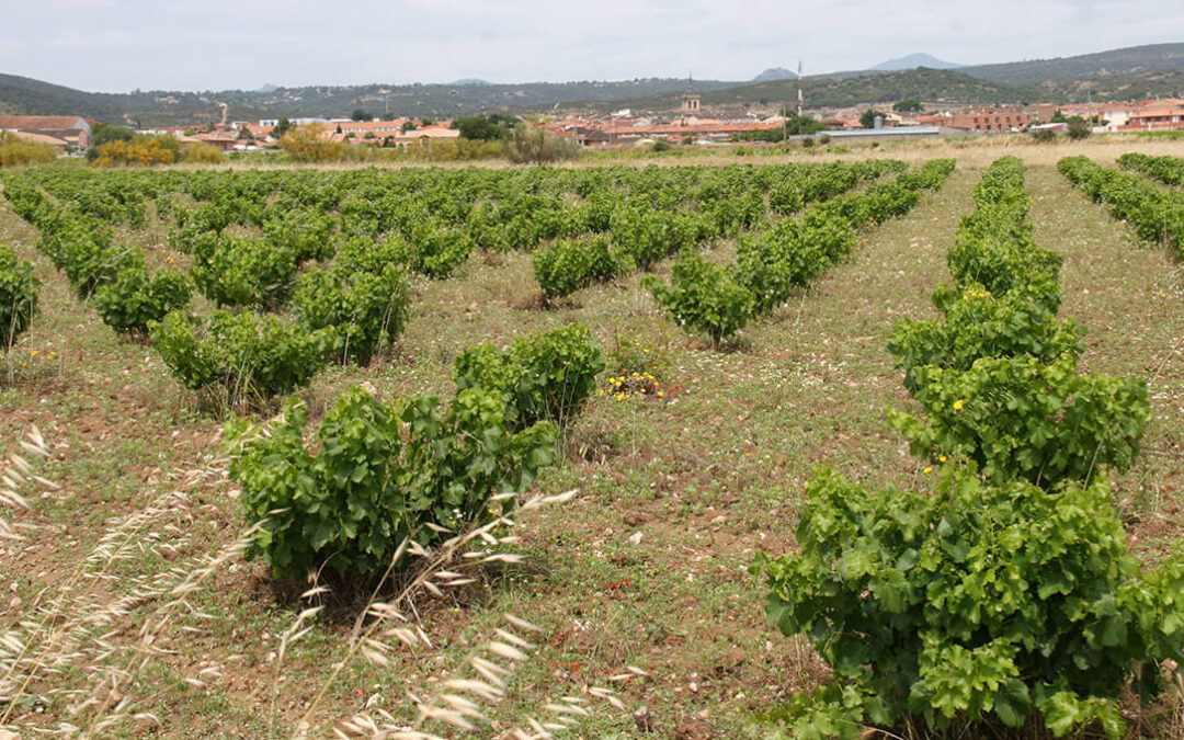 El sector vitivinícola madrileño denuncia las elecciones no democráticas del Consejo Regulador de la DOP Vinos de Madrid: no habrá ni urnas