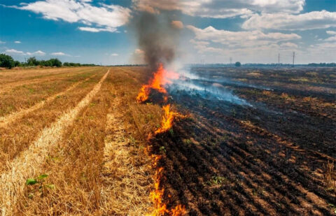 Después de ocho años de espera, luz verde a la autorización para la quema controlada de rastrojos en Extremadura