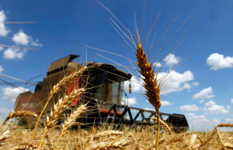 El mercado cerealista continúa con una operativa desaparecida en la lonja del Ebro: ni agricultores ni compradores aparecen