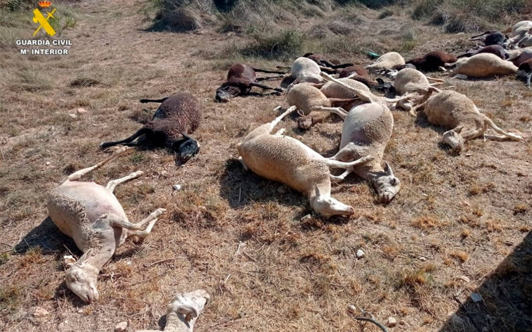 Una treintena de ovejas fallecen intoxicadas en Benifaió (Valencia) tras beber agua estancada en un paraje forestal