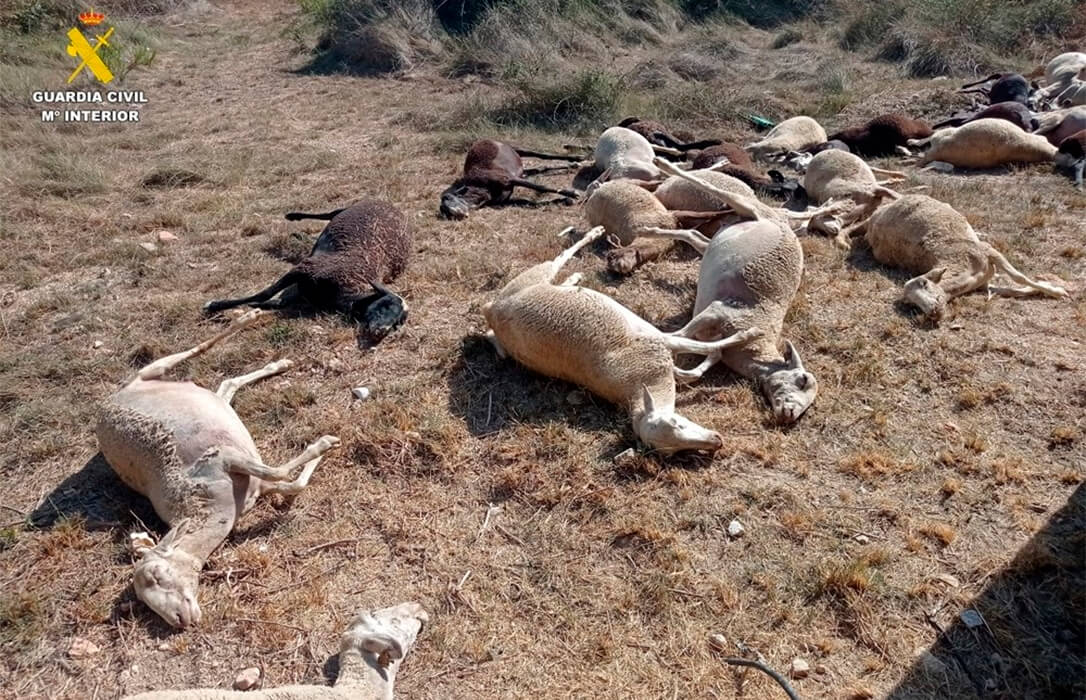 Una treintena de ovejas fallecen intoxicadas en Benifaió (Valencia) tras beber agua estancada en un paraje forestal