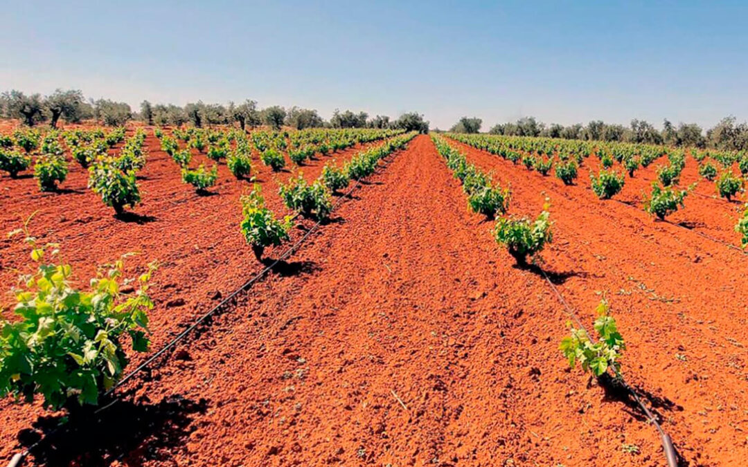 Si se prometió, que se cumpla: piden agilizar los trámites para que los agricultores cobren los 6 M€ anunciados para la viña y el olivar