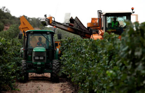 Prevén precios históricos en la uva para cava debido a la escasez por la sequía: Codorníu ofrecerá un precio medio de 0,80 €/kg, un 30% más