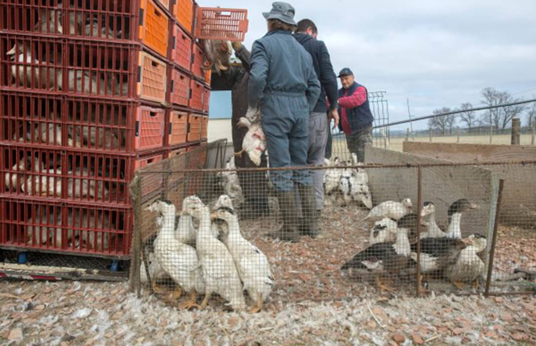 Preocupación contenida: Detectado el primer caso de gripe aviar en Francia desde enero en una granja de Bretaña