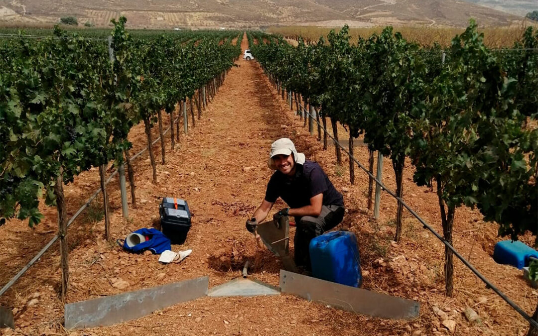 Proyecto GO SOSVITI: investigadores trabajan con IA y experimentación en campo para crear una herramienta que gestione el suelo en el viñedo