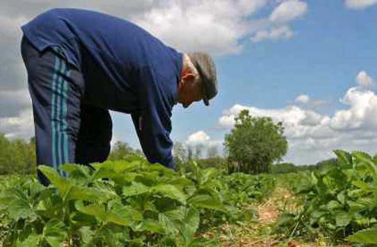 COAG solicitará la reducción de la edad de jubilación en el sector debido a las condiciones penosas y peligrosas del trabajo en el campo