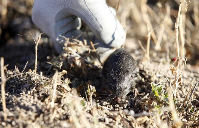 Castilla y León toma medidas contra el repunte de la población del topillo campesino y exige a todas las administraciones a implicarse