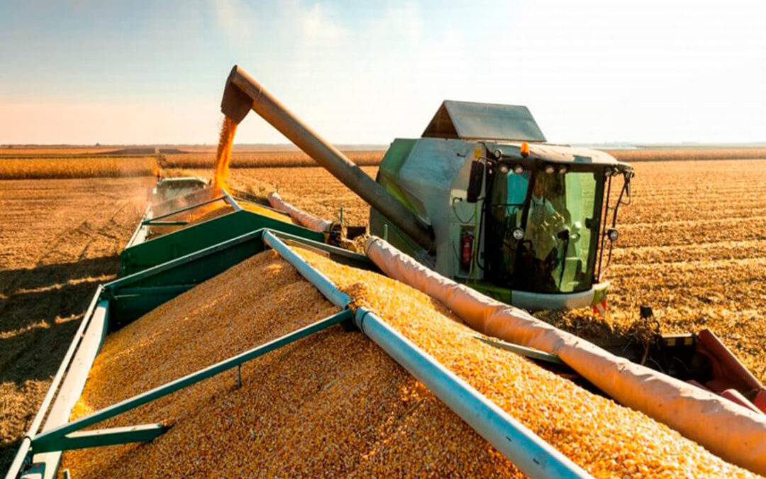 Sin una tendencia clara en un mercado de cereales que sujeta la caída de precios: el mercado nacional aguanta y el internacional cae