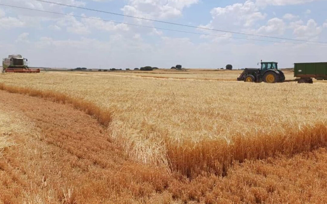 El mercado de cereales entra en agosto sin una tendencia clara y entre repeticiones y bajadas con una oferta desincentivada