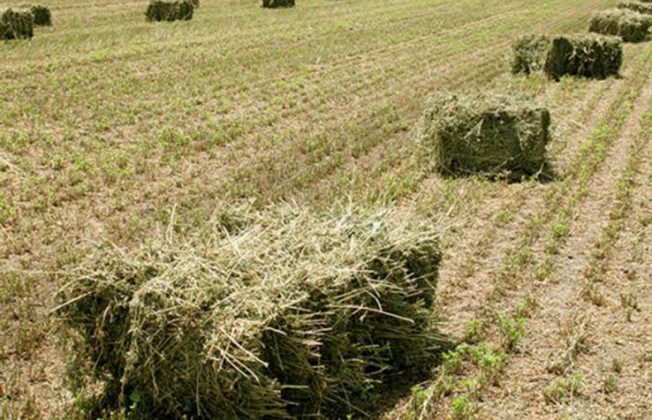 Los fabricantes de alfalfa prevén un aumento del 15% en la producción de forrajes por las ventajas de la PAC si se opta por cultivos mejorantes