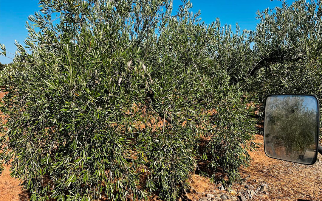 Las sucesivas olas de calor afectan fuertemente al olivar de secano reduciendo aún más la producción de aceitunas para esta campaña