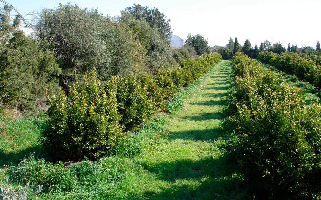 La superficie ecológica andaluza ha aumentado un 88% en la última década y supera los 1,5 millones de hectáreas