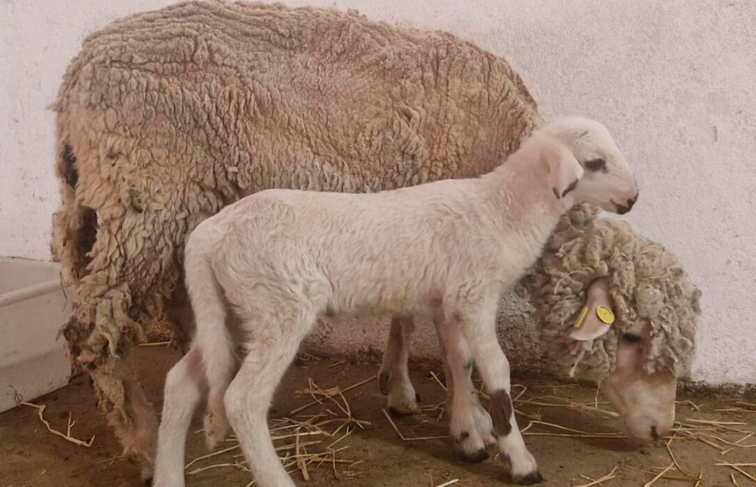 Teodoro, el primer cordero modificado genéticamente en España por expertos del CSIC para estudiar fallos reproductivos en animales de granja