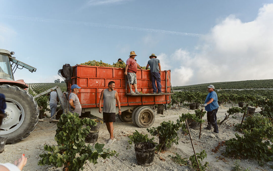 El Marco de Jerez da la bienvenida a una nueva vendimia marcada por una primavera lluviosa y una mayor producción respecto a años anteriores