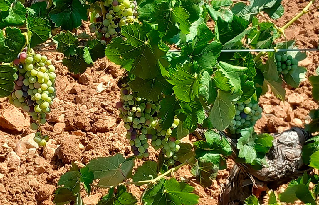 Mal augurio ante la vendimia: prevén la cosecha más baja de uva de vinificación en la Comunitat Valenciana de los últimos 30 años