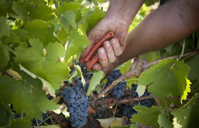 A un mes escaso de que arranque la vendimia, alertan de que no está garantizada la venta de uva mencía en la Do Bierzo