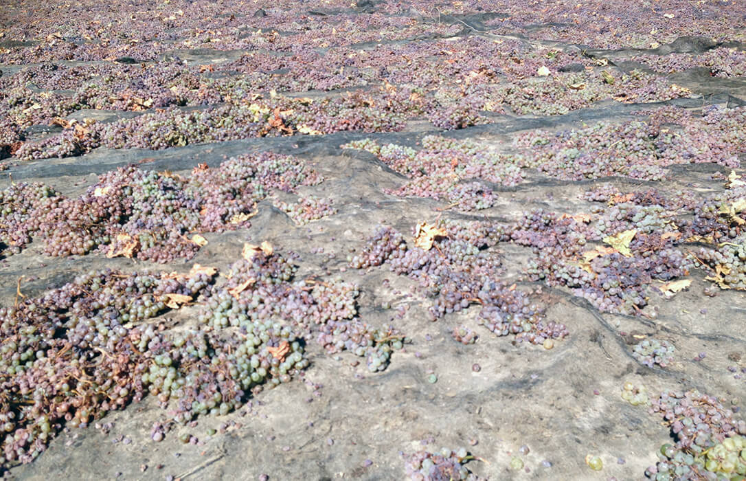 Comienza en Córdoba la vendimia de la variedad Pedro Ximénez con una cosecha muy corta por la sequía pero con precios buenos en las cooperativas