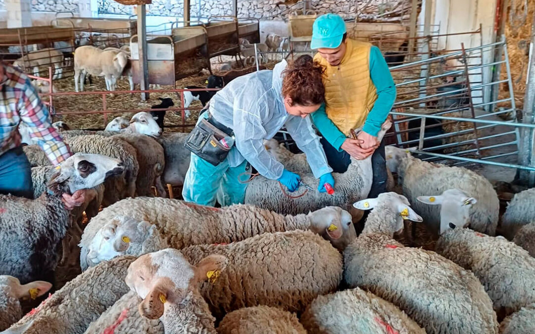 El Gobierno amplía a Huesca las zonas restringidas por la lengua azul tras la circulación del serotipo 8 en la vecina Lérida