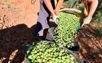 La previsión de producción de aceituna de mesa cae a 492.000 toneladas debido especialmente a un agosto seco