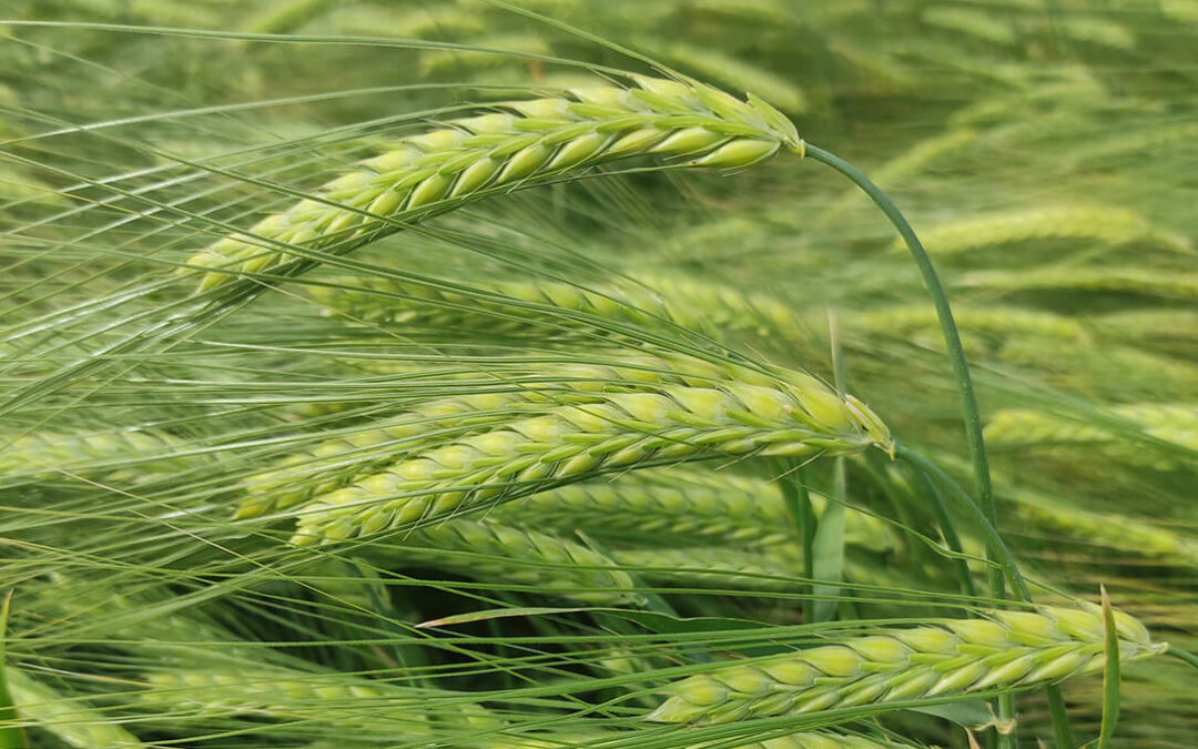 Una cebada al alza y foco mundial se centra en el acuerdo EE. UU.–China que ya reactiva la demanda de soja y da soporte al resto de grano