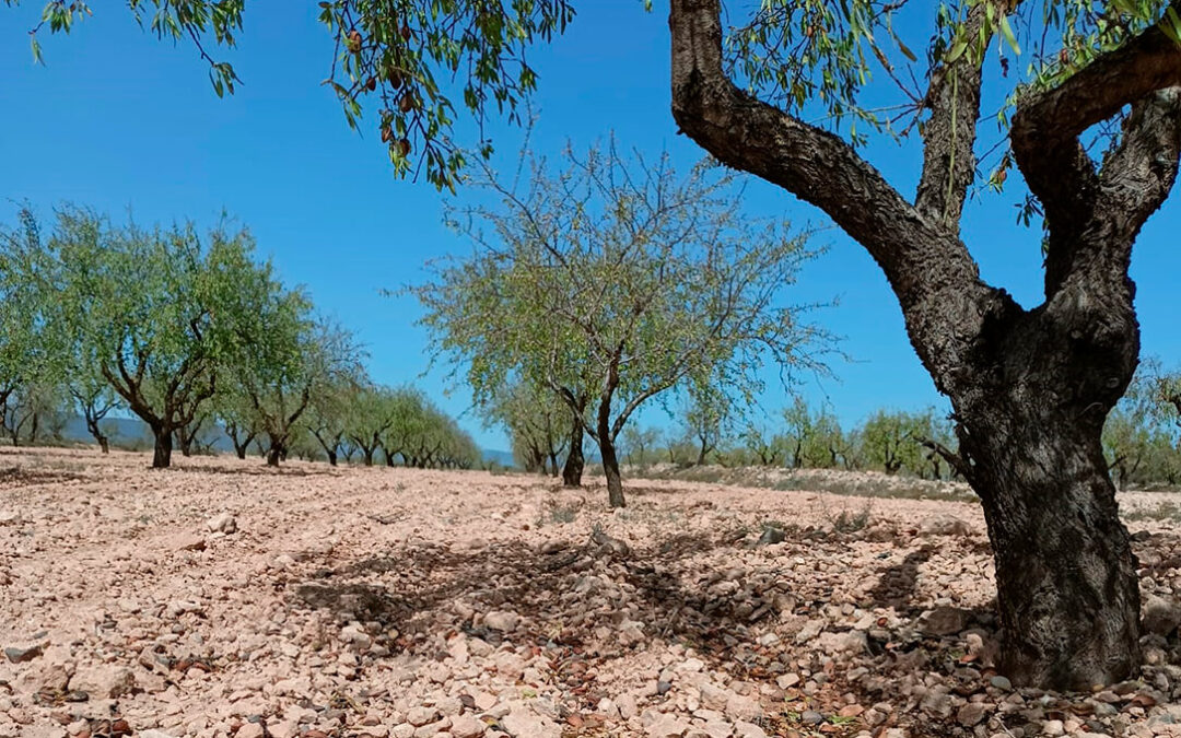 La sequía, la escalada de los costes de producción y los bajos precios hunde al sector de la almendra si no se toman medidas