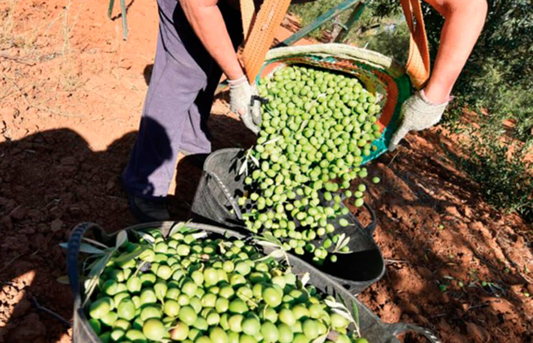 La producción de esta campaña de aceituna de mesa en Extremadura será normal pero inferior a las cifras de 2023