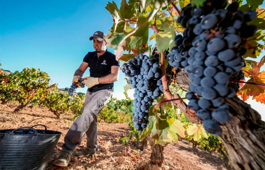 La vendimia termina en el sur y avanza en el resto de España con buena calidad de la uva y mucha tensión por los precios