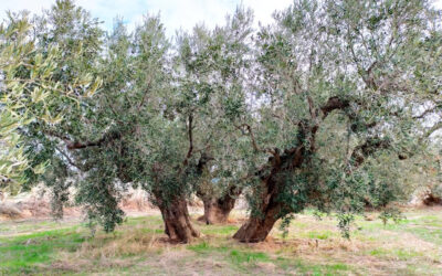 Murcia celebra el Día Europeo de la Agricultura Ecológica superando el objetivo del Pacto Verde: ya alcanza el 30,7% de la superficie