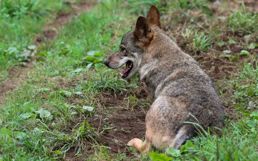 La UE acuerda rebajar la protección del lobo a únicamente «protegido» con el voto en contra de España y el enfado de los ganaderos nacionales