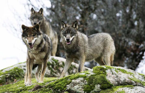 Exigen que España vote a favor del cambio de estatus de protección del lobo en la UE: «La ganadería española no puede esperar más»