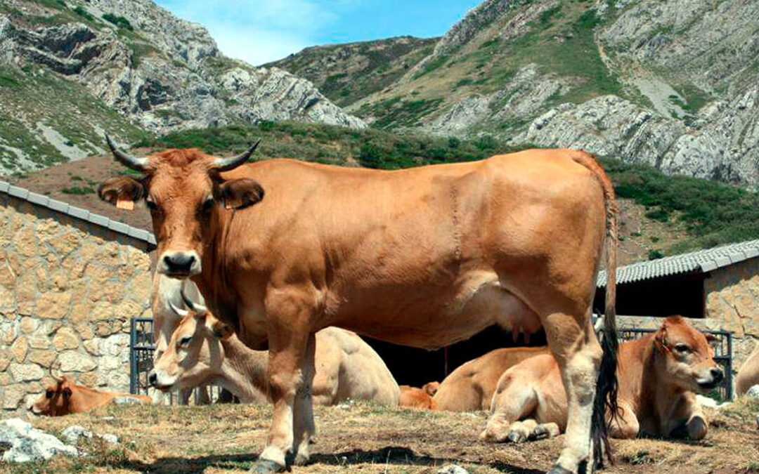 La muerte a una decena ciervos por EHE en la reserva del Monte El Viejo en Palencia dispara la alerta de los ganaderos