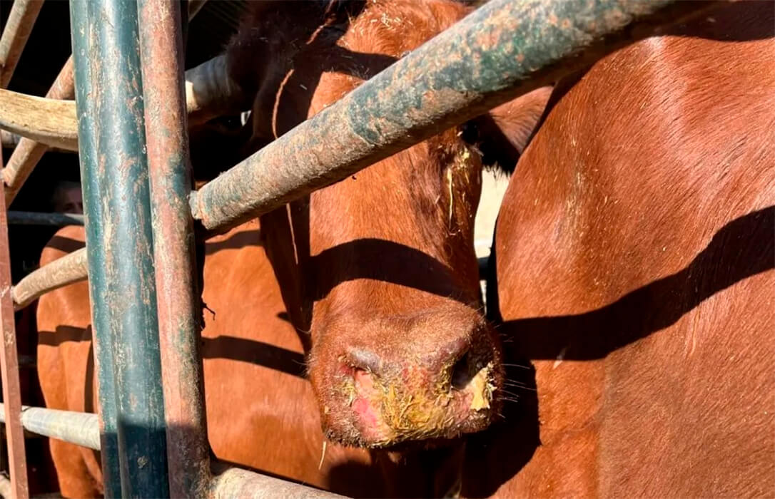 La enfermedad no remite: Detectados más casos de la EHE en una treintena de comarcas de seis comunidades la última semana