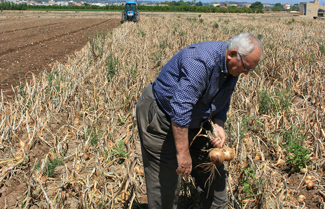 La C. Valenciana lidera el envejecimiento del campo: Uno de cada dos perceptores de la PAC es mayor de 65 años, diez puntos por encima de la media nacional