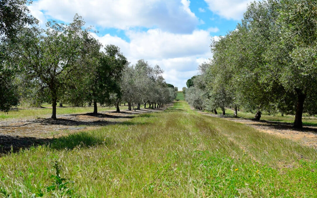 Pérdida de suelo agrícola: calculan a ‘huella’ del suelo, un indicador sencillo del impacto que tienen los cultivos en su erosión